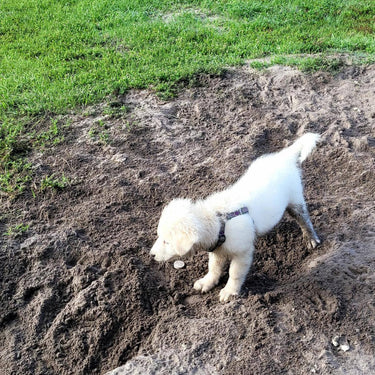 Maremma Puppies Reservation List
